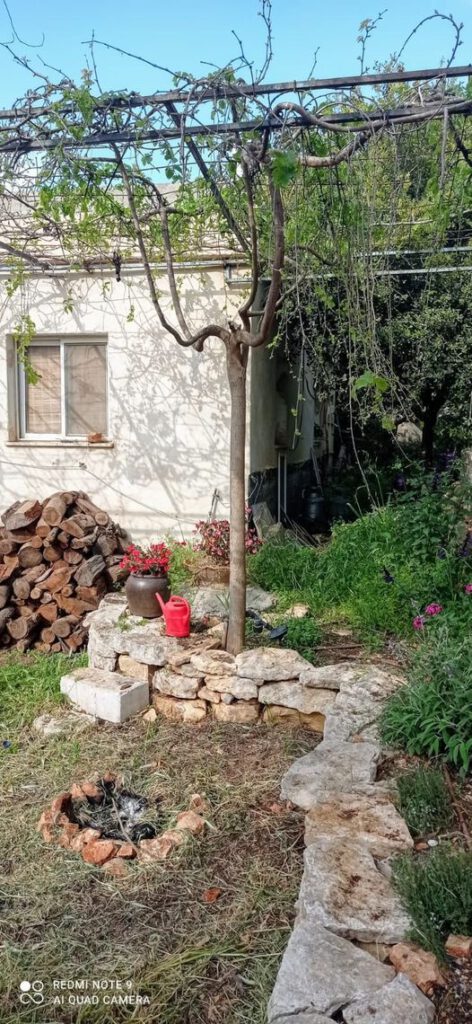 עץ תות מפהק